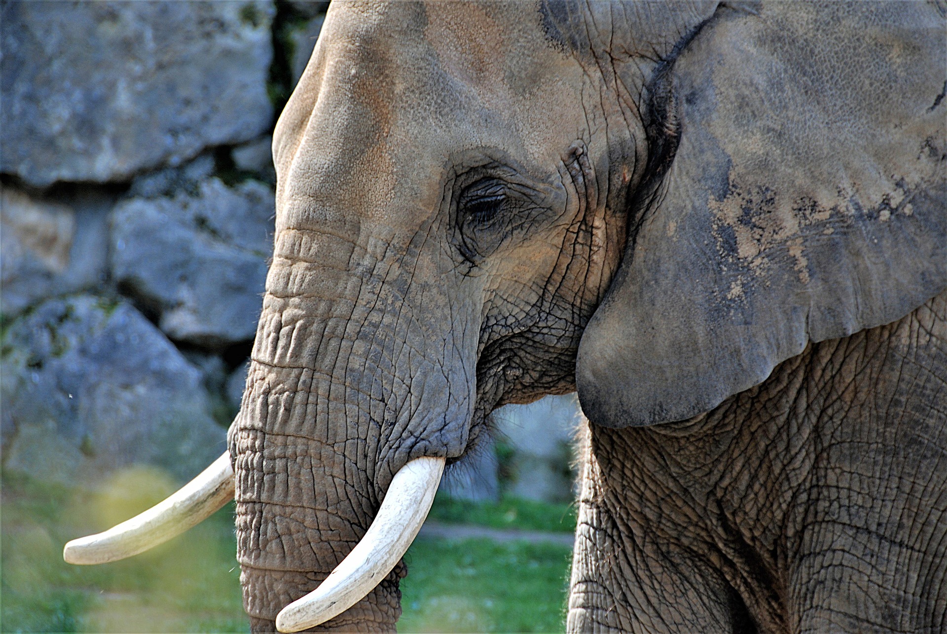 elephant-3292752_1920